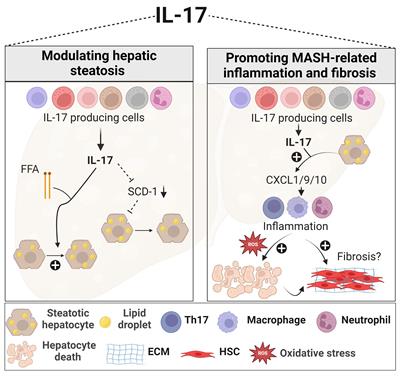 Role of the type 3 cytokines IL-17 and IL-22 in modulating metabolic dysfunction-associated steatotic liver disease